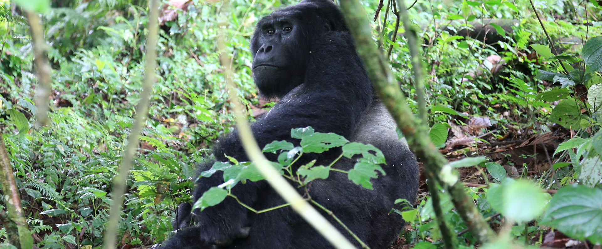 マウンテンゴリラ